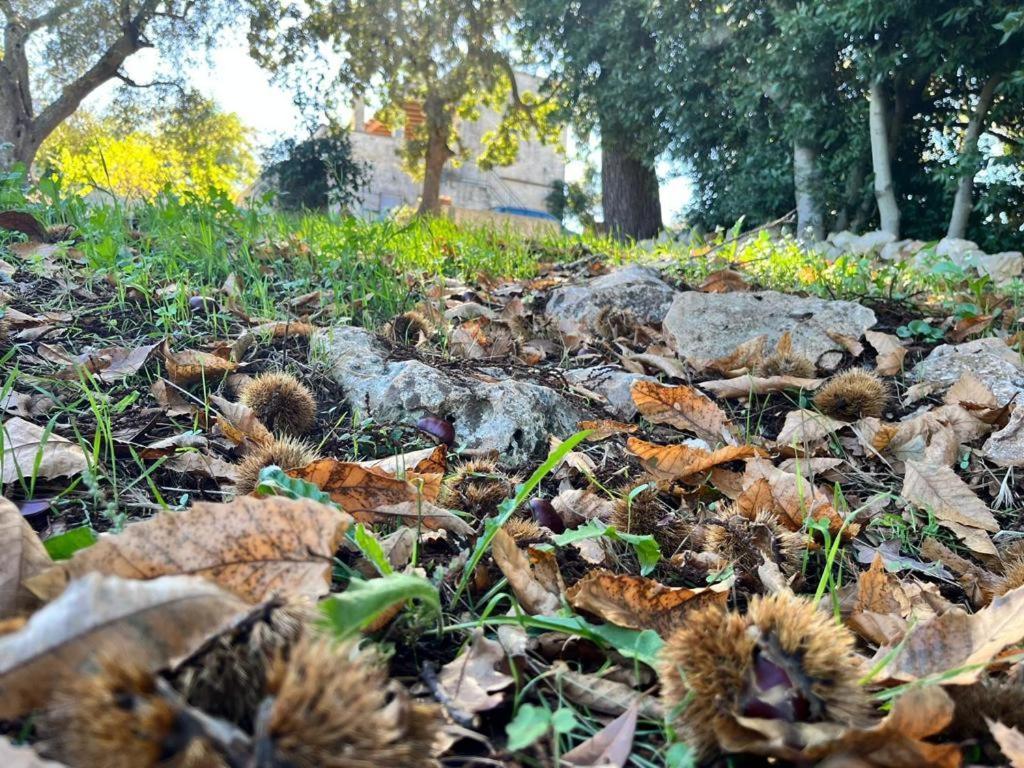 Il Trullo E Il Fortino Alberobello Extérieur photo
